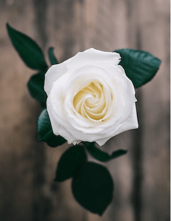 ROBERTA WILLIAMS Obituary