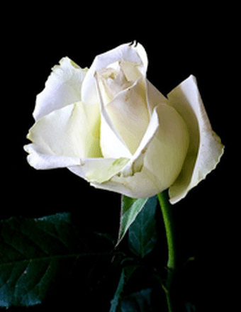 ALF PERKINS JR Obituary