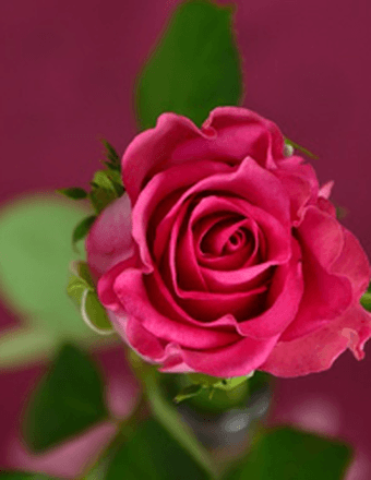 EMMA LOUISE RHODES Obituary