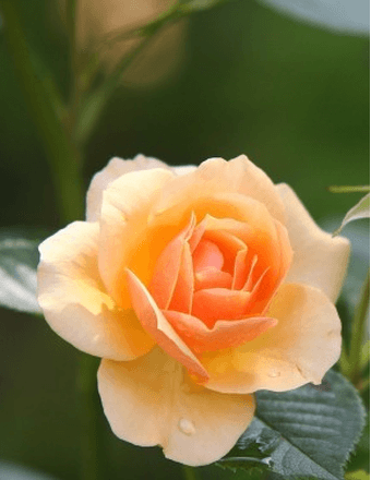 JOSEPHINE BEVERLY Obituary